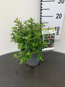 Escallonia 'Red Dream' 20-25 cm cont. 2,5L - image 2