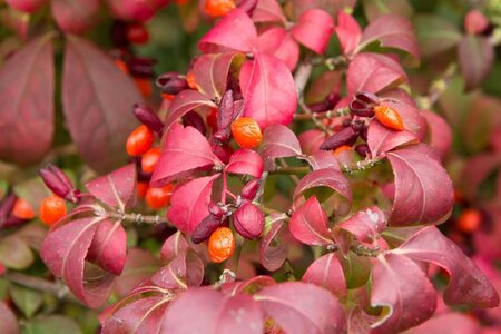 Euonymus alat. 'Compactus' 60-80 cm cont. 15L - image 2