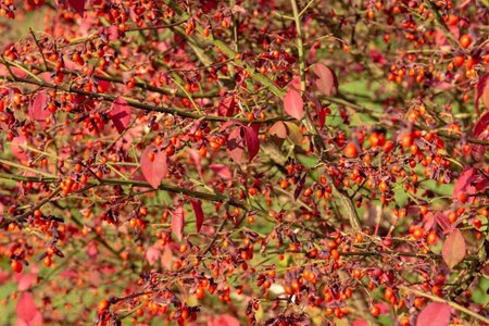 Euonymus alat. 'Compactus' 60-80 cm cont. 15L - image 3