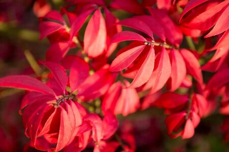 Euonymus alat. 'Compactus' 60-80 cm cont. 15L - image 5