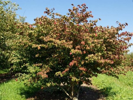 Euonymus alat. 'Compactus' 60-80 cm cont. 15L - image 8