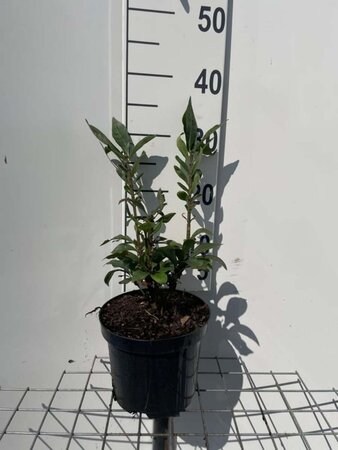 Euonymus alatus 30-40 cm cont. 3,0L