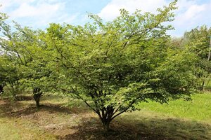 Euonymus alatus 60-80 cm cont. 15L - image 2