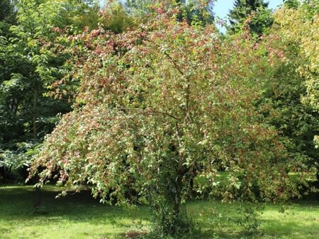 Euonymus europaeus 40-60 cm cont. 3,0L - image 2