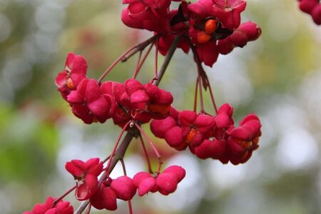 Euonymus europaeus 40-60 cm cont. 3,0L - image 3