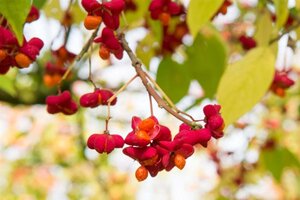 Euonymus europaeus 40-60 cm cont. 3,0L - image 5