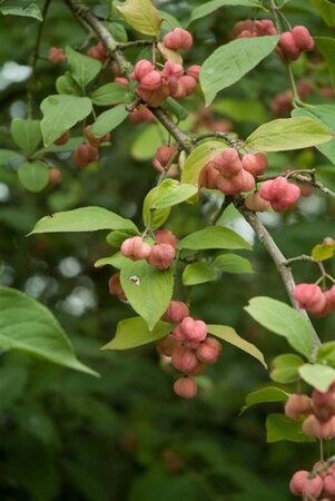 Euonymus europaeus 40-60 cm cont. 3,0L - image 6