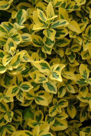 Euonymus fort. 'Emerald 'n' Gold' 10-12 cm 0,55L/P9cm - image 1