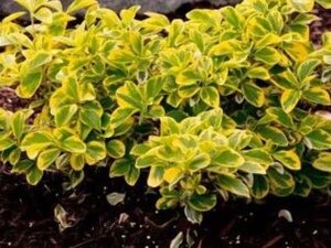 Euonymus fort. 'Emerald 'n' Gold' 10-12 cm 0,55L/P9cm - image 3