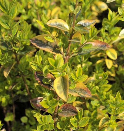 Euonymus fort. 'Emerald 'n' Gold' 30-40 cm cont. 10L - image 2