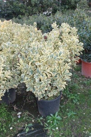 Euonymus jap. 'Bravo' 60-80 cm cont. 15L - image 3