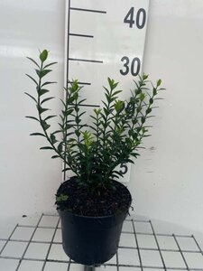 Euonymus jap. 'Microphyllus' 20-30 cm cont. 2,0L - afbeelding 2