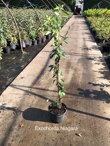 Exochorda racem. 'Niagara' 60-80 cm cont. 3,0L - afbeelding 2