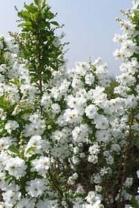 Exochorda racem. 'Niagara' 80-100 cm cont. 7,5L