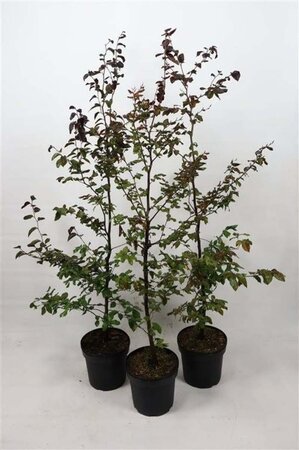 Fagus syl. 'Atropunicea' 100-125 cm cont. 7,5L