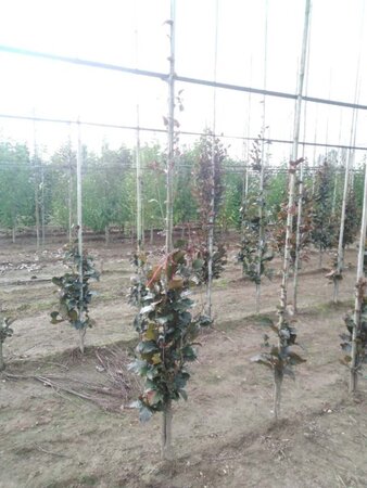 Fagus syl. 'Dawyck Purple' 175-200 cm met kluit geveerd - afbeelding 1