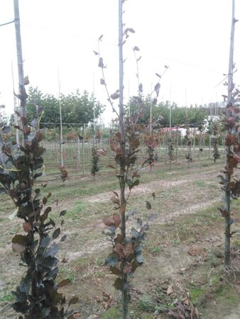 Fagus syl. 'Dawyck Purple' 175-200 cm met kluit geveerd - afbeelding 3