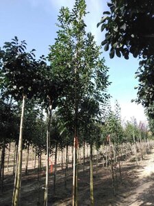 Fraxinus e. 'Altena' 18-20 Hoogstam draadkluit 3 X verplant