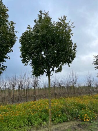 Fraxinus e. 'Westhof's Glorie' 30-35 Hoogstam draadkluit 4 X verplant - afbeelding 1