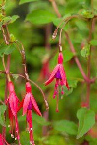 Fuchsia magellanica 'Riccartonii' geen maat specificatie 0,55L/P9cm - afbeelding 2