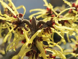 Hamamelis virginiana 40-60 cm cont. 10L - image 1