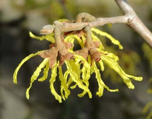 Hamamelis virginiana 40-60 cm cont. 10L - image 2