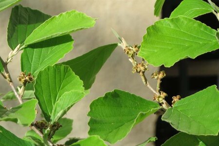 Hamamelis virginiana 40-60 cm cont. 10L - image 3