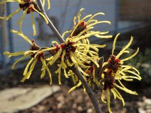 Hamamelis virginiana 40-60 cm cont. 10L - image 4