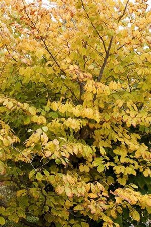 Hamamelis virginiana 40-60 cm cont. 10L - image 5