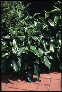 Hedera colchica 'Fall Favourite' 25-30 cm cont. 3,0L - image 6