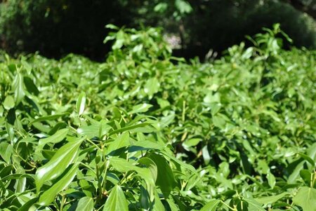 Hedera colchica 'Fall Favourite' 25-30 cm cont. 3,0L - image 8