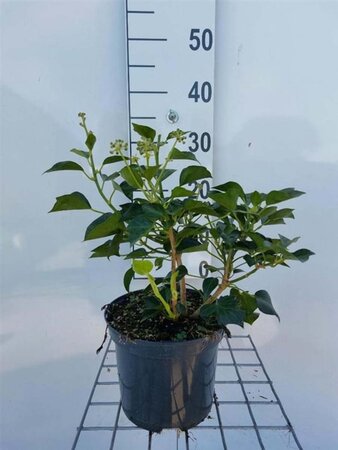 Hedera hel. 'Arborescens' 40-50 cm cont. 3,0L - image 2