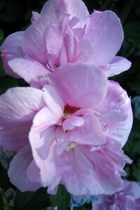 Hibiscus syr. 'Ardens' 40-60 cm cont. 3,0L - image 1
