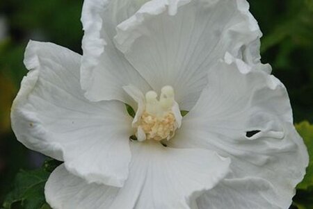Hibiscus syr. 'Diana' 40-60 cm cont. 3,0L - image 1
