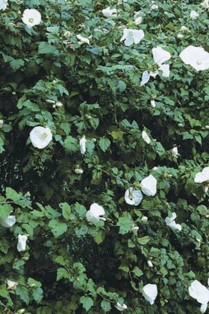 Hibiscus syr. 'Diana' 40-60 cm cont. 3,0L - image 2