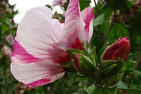 Hibiscus syr. 'Hamabo' 40-60 cm cont. 3,0L - image 2