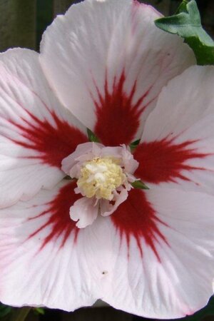 Hibiscus syr. 'Hamabo' 40-60 cm cont. 3,0L - image 3