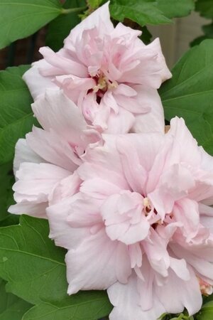 Hibiscus syr. 'Lady Stanley' 40-60 cm cont. 3,0L - image 2