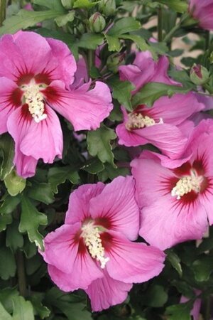 Hibiscus syr. Russian Violet 40-60 cm cont. 3,0L - image 2