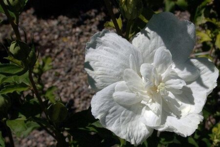 Hibiscus syr. White Chiffon 150-175 cm RB - image 1