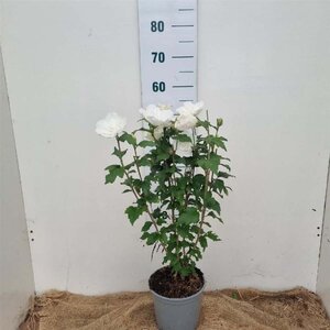 Hibiscus syr. White Chiffon 40-60 cm cont. 3,0L - image 4