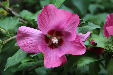 Hibiscus syr. 'Woodbridge' 40-60 cm cont. 3,0L - image 3