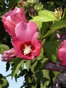 Hibiscus syriacus 60-80 cm cont. 15L - image 1