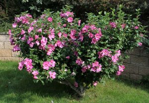 Hibiscus syriacus 60-80 cm cont. 15L - image 2