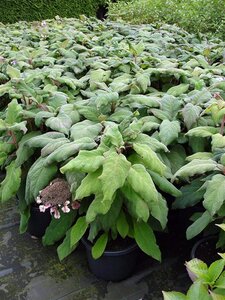 Hydrangea asp. 'Macrophylla' 40-60 cm cont. 3,0L - image 1