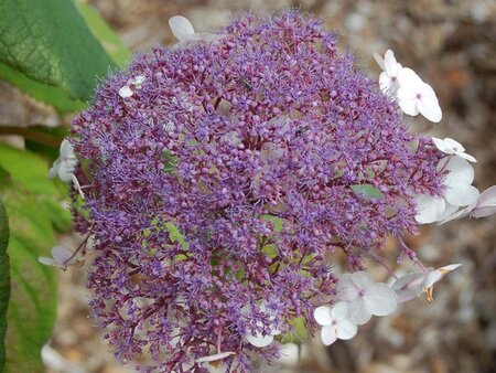 Hydrangea asp. 'Macrophylla' 60-80 cm container - image 5