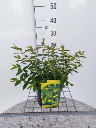 Hypericum 'Hidcote' 30-40 cm cont. 3,0L - afbeelding 2