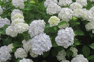 Hydrangea m. 'Mad. Emile Mouillère' 40-60 cm container