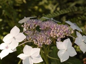 Hydrangea m. 'Mariesii Grandiflora' 25-30 cm cont. 3,0L - afbeelding 1