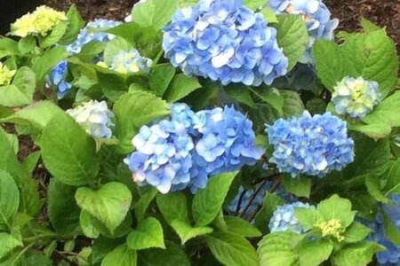 Hydrangea m. 'Nikko Blue' 25-30 cm cont. 3,0L - afbeelding 2